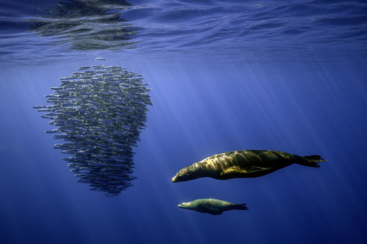 View of two sea lions swimming towards a dense bait ball of sardines in the clear blue waters of Magdalena Bay Mexico.