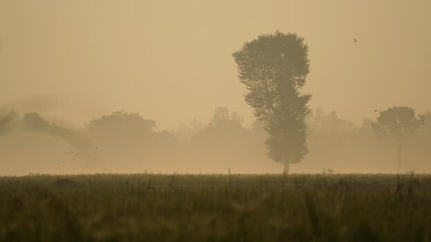 View of silhouetted trees in a misty field Bangladesh.