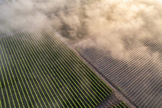 Aerial view of agricultural fields with green crop rows and plastic covered soil under a layer of morning mist in Alderton Washington United States. Aerial view of agricultural fields with green crop rows and plastic covered soil under a layer of morning mist in Alderton Washington United States.