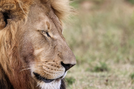 View of a male lion resting with eyes closed in the savanna at Welgevonden Game Reserve Waterberg District Municipality Limpopo South Africa.