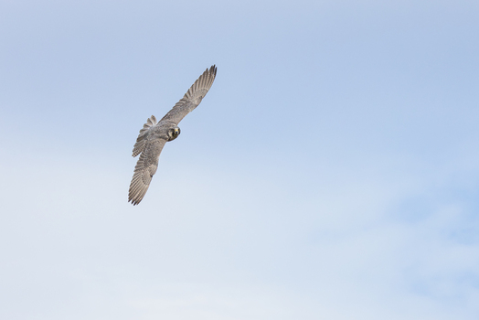 View of a peregrine falcon soaring through the clear blue sky with its wings fully extended Selestat Grand Est France.