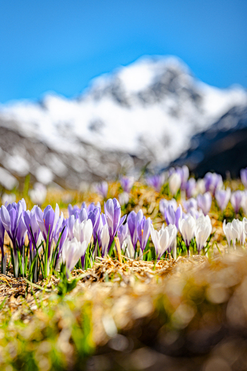 View of purple and white crocuses blooming in a mountain meadow with a snow capped peak under a clear blue sky in Madesimo Lombardy Italy. View of purple and white crocuses blooming in a mountain meadow with a snow capped peak under a clear blue sky in Madesimo Lombardy Italy.