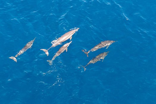 Aerial view of a pod of dolphins swimming through the clear blue waters of the Indian Ocean in Makunudhoo Haa Dhaluu Atoll Maldives.