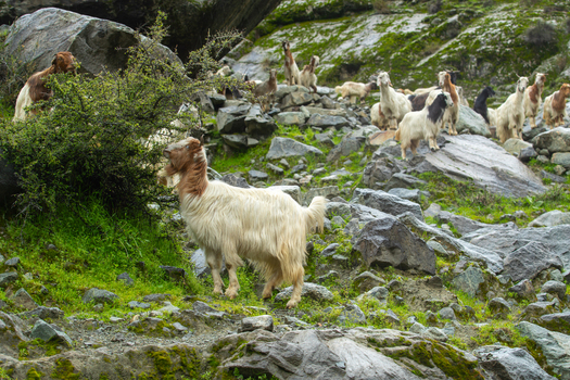 View of a herd of goats grazing on a rocky hillside with green moss and bushes Jaglot Gilgit Pakistan. View of a herd of goats grazing on a rocky hillside with green moss and bushes Jaglot Gilgit Pakistan.