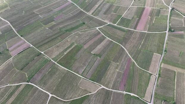 Aerial view of geometric vineyard patterns in France. Aerial view of geometric vineyard patterns in France.