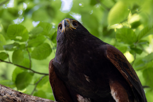 View of a Harris s hawk perched on a wooden branch against a backdrop of lush green leaves Selestat Grand Est France.
