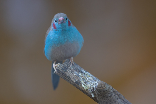 View of a red cheeked cordon bleu bird with vibrant blue plumage and red cheek patches perched on a wooden branch in Mulhouse Grand Est France.