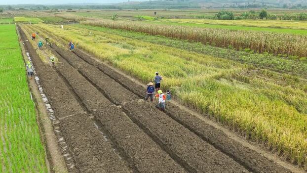 Aerial view of farmers working in fields Indonesia.