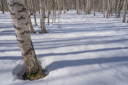 View of striking shadows cast by a dense birch forest across a pristine snow covered landscape creating a mesmerizing contrast of light and dark Pereslavl Zalessky Yaroslavl Oblast Russia. View of striking shadows cast by a dense birch forest across a pristine snow covered landscape creating a mesmerizing contrast of light and dark Pereslavl Zalessky Yaroslavl Oblast Russia.