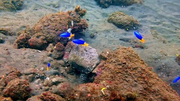 View of blue damselfish swimming near rocks in Bali Indonesia.