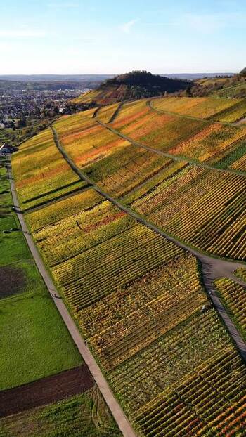 Aerial view of colorful autumn vineyards in Metzingen Germany.
