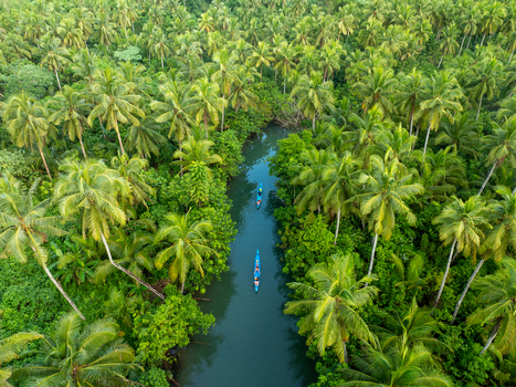 Aerial view of the lush coconut palm forest surrounding the winding river with small outrigger canoes floating on the calm water in Siargao Philippines. Aerial view of the lush coconut palm forest surrounding the winding river with small outrigger canoes floating on the calm water in Siargao Philippines.