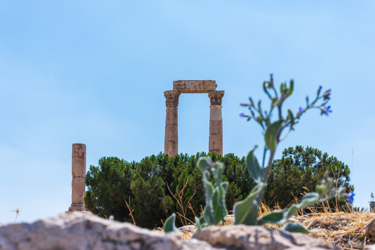 View of the ancient columns of the Amman Citadel surrounded by lush green bushes under a clear blue sky in Amman Amman Governorate Jordan.