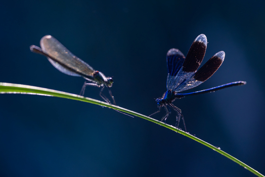 View of two damselflies perched on a thin green blade of grass with iridescent wings against a dark blue background Wittenheim Grand Est France. View of two damselflies perched on a thin green blade of grass with iridescent wings against a dark blue background Wittenheim Grand Est France.