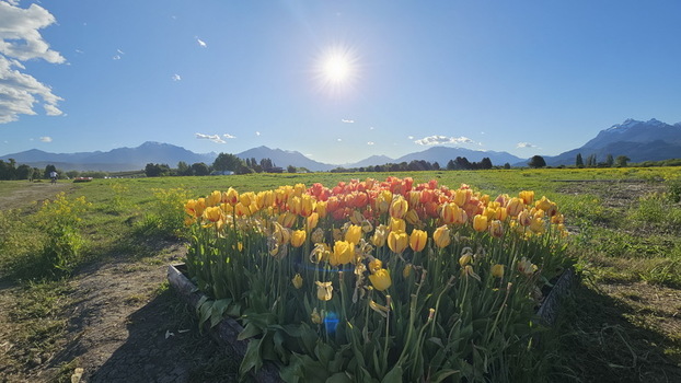 View of Campo de Tulipanes with vibrant yellow and orange tulips blooming under a bright sun set against a backdrop of distant mountains in Trevelin Chubut Province Argentina.