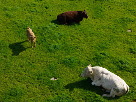 Aerial view of a white cow a dark brown cow and a calf resting in a vibrant green pasture in Lisburn Northern Ireland United Kingdom. Aerial view of a white cow a dark brown cow and a calf resting in a vibrant green pasture in Lisburn Northern Ireland United Kingdom.