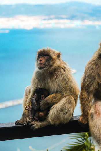 View of a mother monkey gently cradling her baby with the bright turquoise sea stretching to the horizon Gibraltar Gibraltar. View of a mother monkey gently cradling her baby with the bright turquoise sea stretching to the horizon Gibraltar Gibraltar.