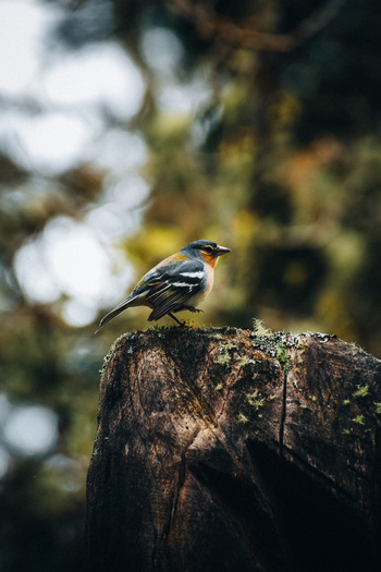 View of a vibrant bird perched atop a weathered tree stump tiny green plants clinging to its bark framed by a soft focus forest backdrop Azores Portugal. View of a vibrant bird perched atop a weathered tree stump tiny green plants clinging to its bark framed by a soft focus forest backdrop Azores Portugal.
