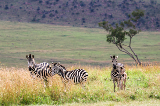View of three strikingly striped zebras standing alertly in tall golden and green savanna grass with a lone tree and hazy hills Kruger Park South Africa. View of three strikingly striped zebras standing alertly in tall golden and green savanna grass with a lone tree and hazy hills Kruger Park South Africa.