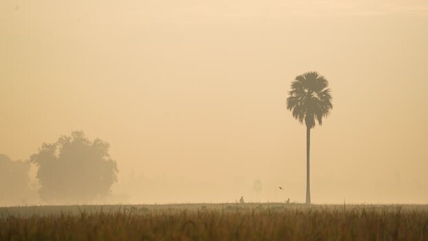 View of a lone palm tree in a misty field at sunrise Bangladesh.