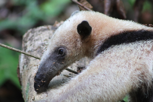 View of a northern tamandua with its striking black and beige fur rests its head on a weathered log amidst the dense foliage Quepos Puntarenas Province Costa Rica.