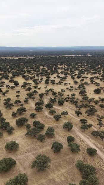 Aerial view of dehesa landscape in Navalmoral de la Mata Spain.