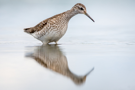 View of a sandpiper standing in shallow water with a clear reflection in Debrzno Pomeranian Voivodeship Poland.