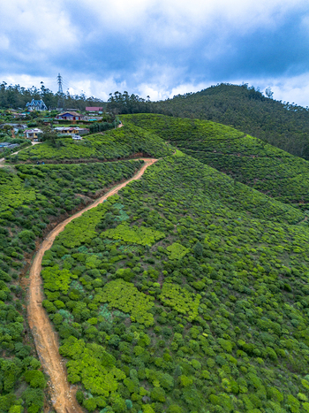 Aerial view of lush green tea plantations with a winding dirt path scattered hillside houses and rolling hills under a cloudy sky in Nuwara Eliya Central Province Sri Lanka. Aerial view of lush green tea plantations with a winding dirt path scattered hillside houses and rolling hills under a cloudy sky in Nuwara Eliya Central Province Sri Lanka.
