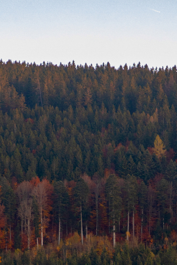 View of the dense autumn forest with colorful foliage and tall trees in Ravennaschlucht Breitnau Baden Wurttemberg Germany. View of the dense autumn forest with colorful foliage and tall trees in Ravennaschlucht Breitnau Baden Wurttemberg Germany.