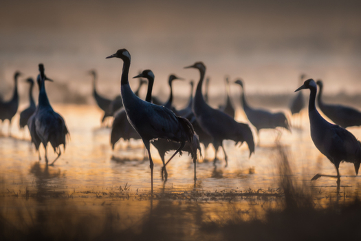 View of a flock of common cranes standing in shallow water during golden hour with soft mist and warm sunlight reflecting on the surface in Debrzno Pomeranian Voivodeshi Poland.