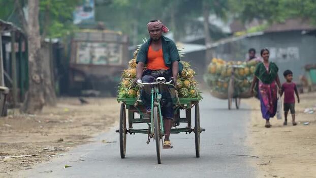 View of a man transporting pineapples on a bicycle cart Bangladesh. View of a man transporting pineapples on a bicycle cart Bangladesh.