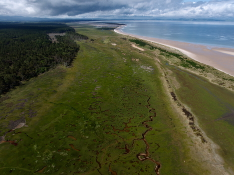 Aerial view of Moray Firth Coast featuring winding tidal channels through green salt marshes a dense pine forest and a sandy beach under a cloudy sky in Nairn Scotland United Kingdom.