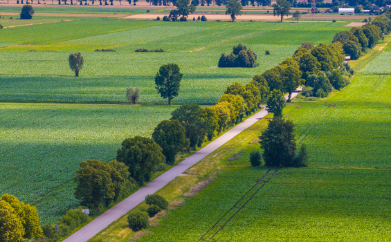 Aerial view of a rural road lined with lush green trees cutting through vibrant agricultural fields in Tczew Pomeranian Voivodeship Poland. Aerial view of a rural road lined with lush green trees cutting through vibrant agricultural fields in Tczew Pomeranian Voivodeship Poland.