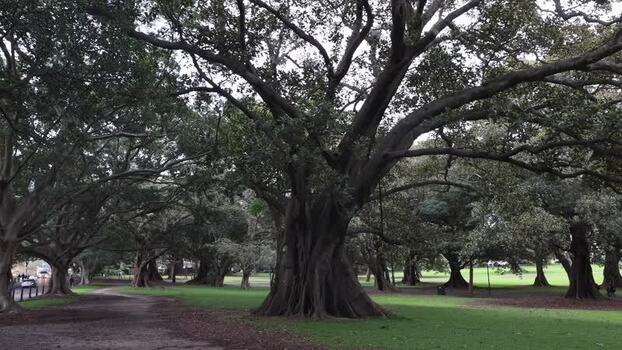 View of a large fig tree in the Royal Botanic Garden Australia.
