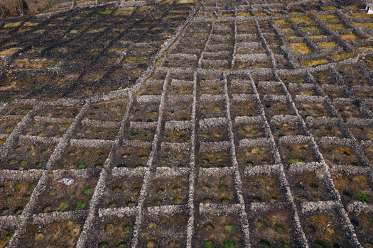 Aerial view of traditional stone walled vineyards with volcanic rock enclosures and green vegetation in Biscoitos Azores Portugal. Aerial view of traditional stone walled vineyards with volcanic rock enclosures and green vegetation in Biscoitos Azores Portugal.