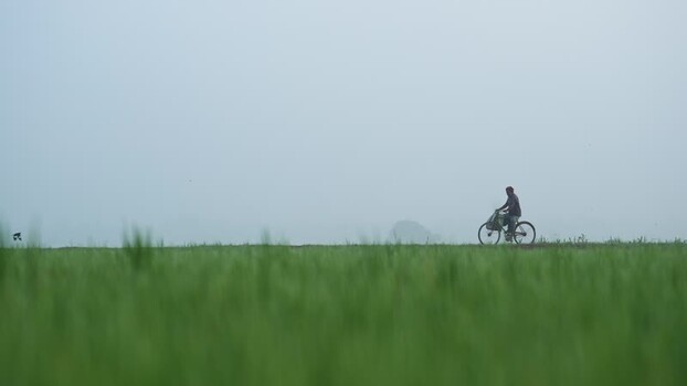 View of a man riding a bicycle through rural fields Bangladesh. View of a man riding a bicycle through rural fields Bangladesh.