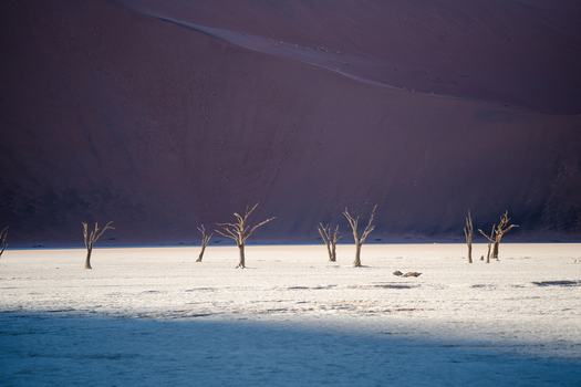 View of sun scorched skeletons of trees stand starkly against the backdrop of a towering rust colored dune in the eerie silence Sossusvlei Hardap Region Namibia. View of sun scorched skeletons of trees stand starkly against the backdrop of a towering rust colored dune in the eerie silence Sossusvlei Hardap Region Namibia.
