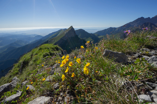 View of yellow wildflowers blooming on a rocky mountain ridge with the sharp peak of Zdiarska vidla under a clear blue sky in Zdiar Presov Region Slovakia. View of yellow wildflowers blooming on a rocky mountain ridge with the sharp peak of Zdiarska vidla under a clear blue sky in Zdiar Presov Region Slovakia.