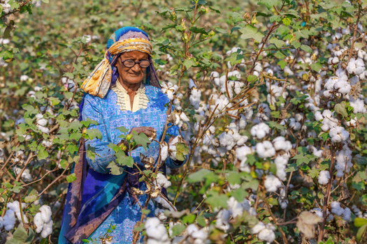 Multan Pakistan 02 December 2013 View of an elderly woman harvesting cotton in a field in Punjab.