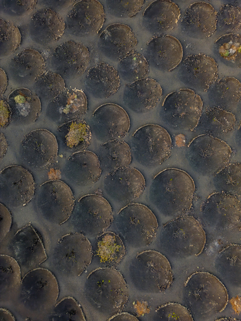 Aerial view of the unique volcanic landscape of La Geria with circular stone walls protecting grapevines in dark volcanic soil in Lanzarote Canarias Spain. Aerial view of the unique volcanic landscape of La Geria with circular stone walls protecting grapevines in dark volcanic soil in Lanzarote Canarias Spain.