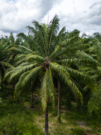 Aerial view of the Llorona Palm Fields with dense rows of tropical oil palms under a cloudy sky in Quepos Provincia de Puntarenas Costa Rica. Aerial view of the Llorona Palm Fields with dense rows of tropical oil palms under a cloudy sky in Quepos Provincia de Puntarenas Costa Rica.