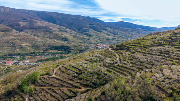 Aerial view of terraced landscape with blossoming trees cascading down the hillsides towards the distant town nestled amidst rolling mountains Cabezuela del Valle Extremadura Spain.