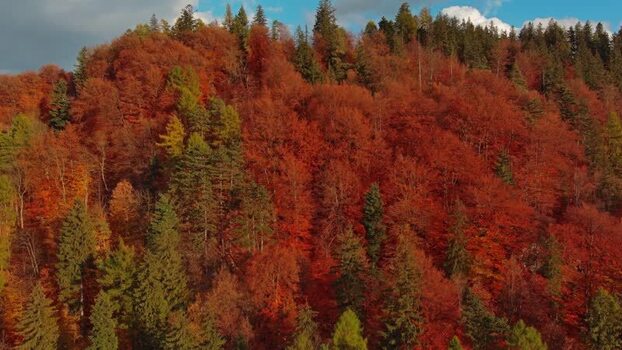 Aerial view of Transylvania forest in autumn Romania.