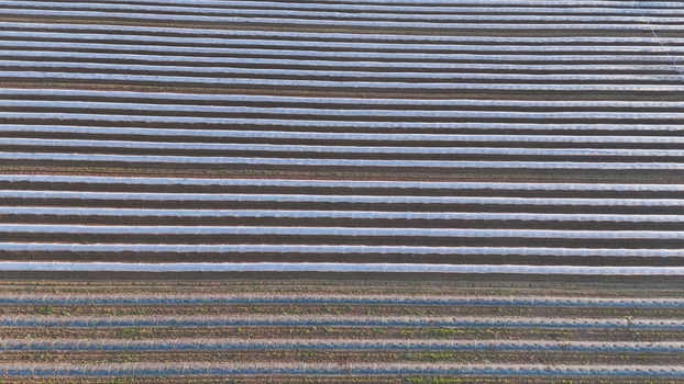 Aerial view of polytunnel fruit growing with rows of covered arch structures protecting crops in the Po Valley in Fiorenzuola d Arda Emilia Romagna Italy. Aerial view of polytunnel fruit growing with rows of covered arch structures protecting crops in the Po Valley in Fiorenzuola d Arda Emilia Romagna Italy.