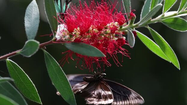 View of a butterfly on a red bottlebrush flower France.