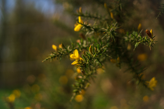View of bright yellow gorse flowers blooming on a spiky green shrub in the countryside in Looe Cornwall United Kingdom. View of bright yellow gorse flowers blooming on a spiky green shrub in the countryside in Looe Cornwall United Kingdom.