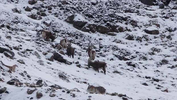 View of wild goats in Khunjerab National Park Pakistan. View of wild goats in Khunjerab National Park Pakistan.