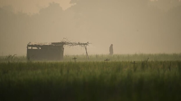 View of a person walking in a misty field in Bogura Bangladesh. View of a person walking in a misty field in Bogura Bangladesh.