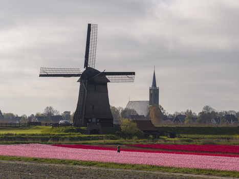 Aerial view of the historic windmill in Schermerhorn surrounded by vibrant pink and red tulip fields with a church in the background in Schermerhorn North Holland Netherlands. Aerial view of the historic windmill in Schermerhorn surrounded by vibrant pink and red tulip fields with a church in the background in Schermerhorn North Holland Netherlands.