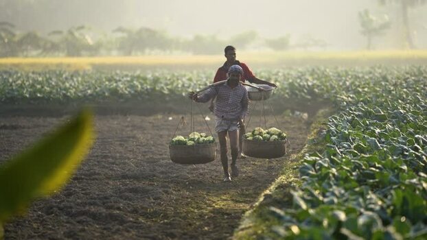 View of farmers carrying baskets of cauliflower in a field Bangladesh. View of farmers carrying baskets of cauliflower in a field Bangladesh.